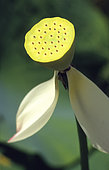 Sacred lotus (Nelumbo nucifera) Accessory fruit