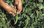 Picking peas (Pisum sativum)