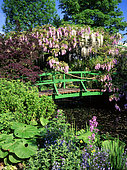 Bridge with Wisteria (Wisteria sp). Claude Monet's garden, Giverny, France