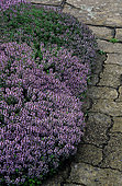 Thyme (Thymus vulgaris) 'Aurea'.