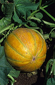 Charentais melon 'Revigal' (Cucumis melo)
