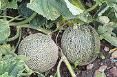 Melon 'Galia' (Cucumis melo), Fruit, Summer