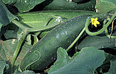 Early Triumph' thorny cucumber (Cucumis sativa). Vegetable, Summer