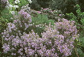 Thyme of Provence (Thymus vulgaris), Aromatic