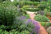 Garden of condiment plants: Gooseberry (Ribes sp), Lavender (Lavandula sp), Sage (Salvia sp)