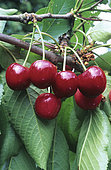 Cherry (Prunus cerasus) fruits