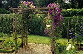 Clematis 'Jackmanii' and rosa 'Golden Showers' on pergola. Château de Touffou, Vienne, France