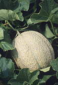 Embroidered melon (Cucumis melo)
