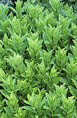 Spearmint (Mentha spicata), Aromatic