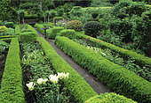 Boxwood hedge (Buxus sp), Ornamental garlic (Allium sp), Tulip (Tulipa sp), Holly (Ilex sp), Private garden, Belgium