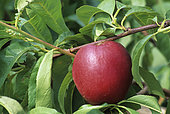 Nectarine 'Fantasia' (Prunus persica nucipersica) on the tree in summer