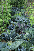 Vegetable garden 'Tuyaux de St Guy'. Cabbage (Brassica oleracea). Chard (Beta vulgaris). Garden Festival Chaumont-sur-Loire. Summer