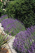 Lavender (Lavandula angustifolia) border in bloom