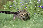 European cat (Felis silvestris catus) in the grass in the garden