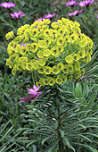 Euphorbia (Euphorbia characias) in bloom in springtime
