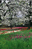 Cherry trees (Prunus cerasus) in bloom and Tulips (Tulipa). Island of Mainau, Lake Constance, Baden-Württemberg, Germany