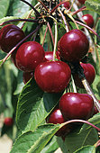 Morello Cherry 'De Montmorency' (Prunus cerasus) fruits