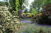 Rhododendron et Hyacinthoïdes non-scripta (jacinthe des bois ou endymion penché), Bowood Garden , Wiltshire, Angleterre, printemps