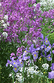 Dame's Rocket seed (Hesperis matronalis) and Iris (Iris sp) in bloom. Gardens of Giverny. France