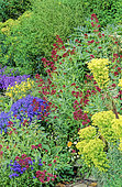 Massif de vivaces. Centranthus ruber (Valériane rouge), Veronica (Véronique), Euphorbia (Euphorbe). Printemps-été