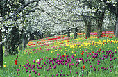 Tulips (Tulipa sp) and Cherry trees (Prunus sp) in bloom