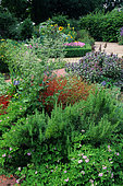 Condiment Garden: Rosemary (Rosmarinus officinalis), Sage (Salvia officinalis)