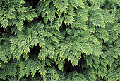 Creeping Juniper (Juniperus horizontalis) 'Glauca'