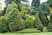 Jardin de conifères dont, Thuya orientale sieboldi, Waterperry Gardens, Oxfordshire, Angleterre