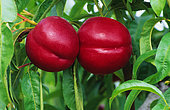 Apple 'Reine des Reinettes', (Malus communis) Fruit, Autumn