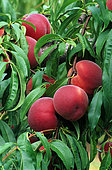 Peach 'Reine des Vergerss' (Prunus persica), fruits on the tree