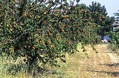 Orchard : Cherry tree 'Napoleon' (Prunus cerasus)