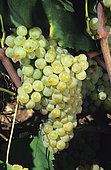 Bunch of grapes 'Perlette' (Vitis vinifera)