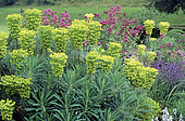 Euphorbia (Euphorbia characias) and Red valerian (Centranthus ruber) bed in summer, Ightham mote, Kent, England