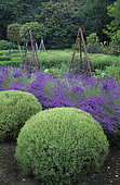 Lavender (Lavandula angustifolia), Green Santolina (Santolina pinnata). West Green Garden, Hampshire, England