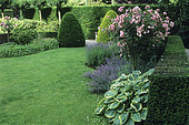 Lawn and Hosta (Hosta sp), Creeping Cahrlie (Nepeta sp), Rose (Rosa sp) 'Bonica', Lavender (Lavandula angustifolia), Yew (Taxus baccata) in summer