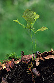 Young shoot of Oak (Quercus sp)