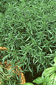 Russian tarragon (Artemisia dracunculus sativa), Aromatic plant