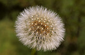Common dandelion (Taraxacum officinale), seeds