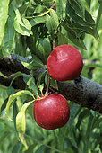 Nectarine 'Silver Gem' (Prunus persica)