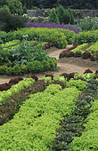 Flowered vegetable garden: Salads (Lactuca sativa), Alpine Lady's mantle (Alchemilla mollis). Sage (Salvia officinale), Parc Floral de Haute Bretagne, France.