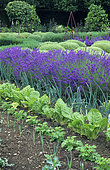 Flower garden with Lavender (Lavandula angustifolia) in bloom