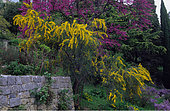 Wattle (Acacia sp) and Judas tree (Cercis siliquastrum) in bloom