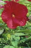 Rose mallow (Hibiscus moscheutos) groupe Southern Belle