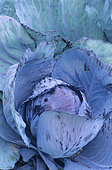 Red cabbage 'Autoro F1' (brassica oleracea), Vegetable, Autumn