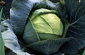 Headed cabbage (Brassica oleracea), vegetable
