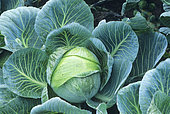 Headed cabbage 'Copenhagen Market' (Brassica oleracea var. capitata), Vegetable, Autumn