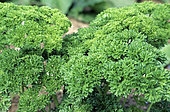Curly parsley (Petroselimum crispum)