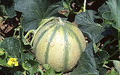 Melon 'Silvan F1' (Cucumis melo), Fruit in summer