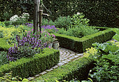 Garden of herbs and flowers: Sage (Salvia sp), Oregano (Origanum sp), Roman Chamomile (Chamaemelum nobile), Mr and Mrs Deferme's Garden, Belgium