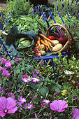 Nature morte de légumes : Chou potager (Brassica oleracea), Carotte potagère (Daucus carota), Pomme de terre (Solanum tuberosum), Radis (Raphanus sativus), Betterave (Beta vulgaris), Tomate (Solanum lycopersicum) en Eté